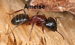 Ameisen bekämpfen Ameisen - hier hilft der Deutsche Notdienstanzeiger weiter