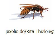 Hornissen entfernen